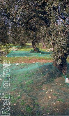 Rete antispina olive occh.mt.4x6