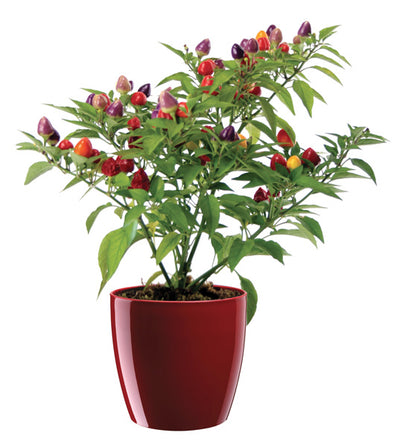 Vaso rio 15 d.14 h.13 rosso