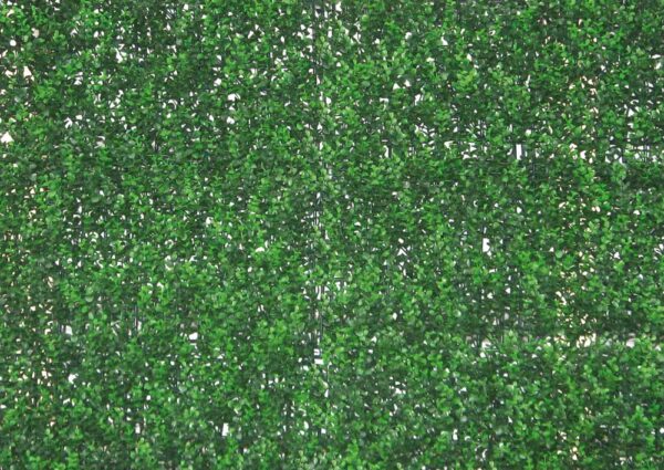 Sempreverde siepe buxus mt.1x1 decorativa da parete