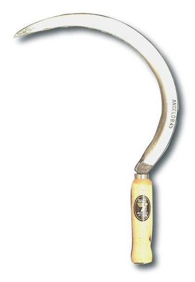 Falciola dentata cm.40 angelo b.