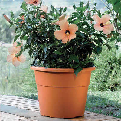 Vaso hedera d.25