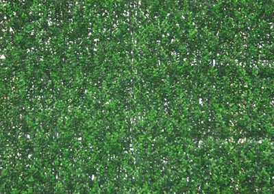 Sempreverde Siepe Buxus 1x1mt decorativa da parete