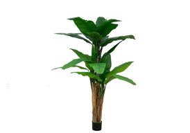 Pianta di Banano ornamentale 200 cm con vaso