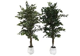Pianta ornamentale di Ficus variegato 120 cm. 768 foglie con vaso