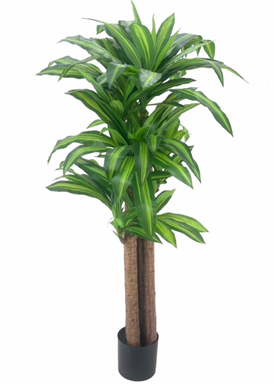 Pianta ornamentale Dracena 150 cm. con vaso