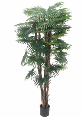 Pianta ornamentale Palma Camerux 170 cm. con vaso